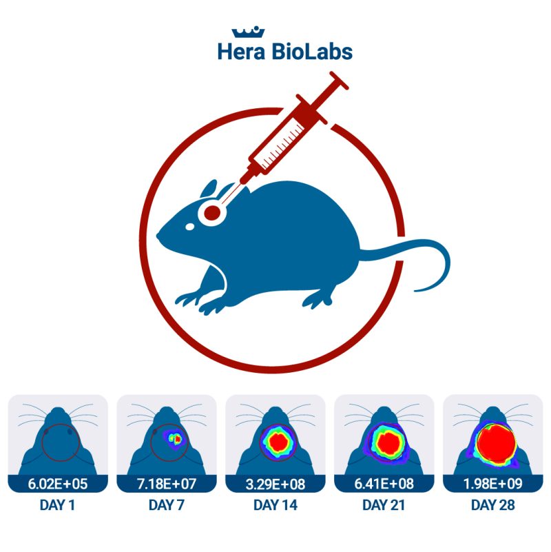 orthotopic xenografts and orthotopic PDXs for GBM in mice and rats 