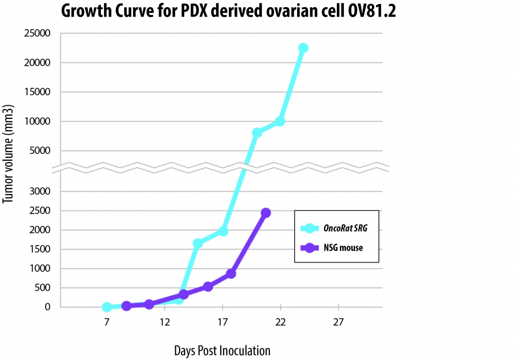 Hera - Blog - The OncoRat® is the ideal host for patient-derived xenografts of ovarian cancer cells - Figure 1