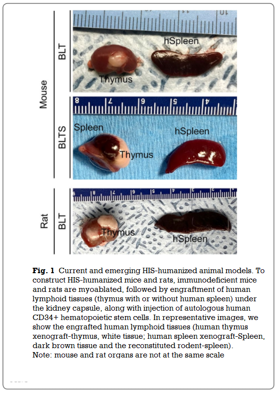 Hera BioLabs - Blog - Emerging Trends Utilizing Humanized Rat Models for Investigating Strategies Against HIV and Associated Pathologies - Image 1