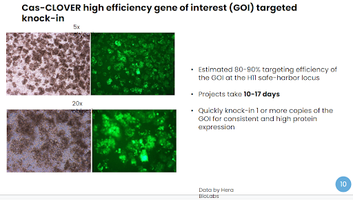 Hera Biolabs - Insights - Optimizing Cell Based Research Models with Cas-CLOVER - Image 2