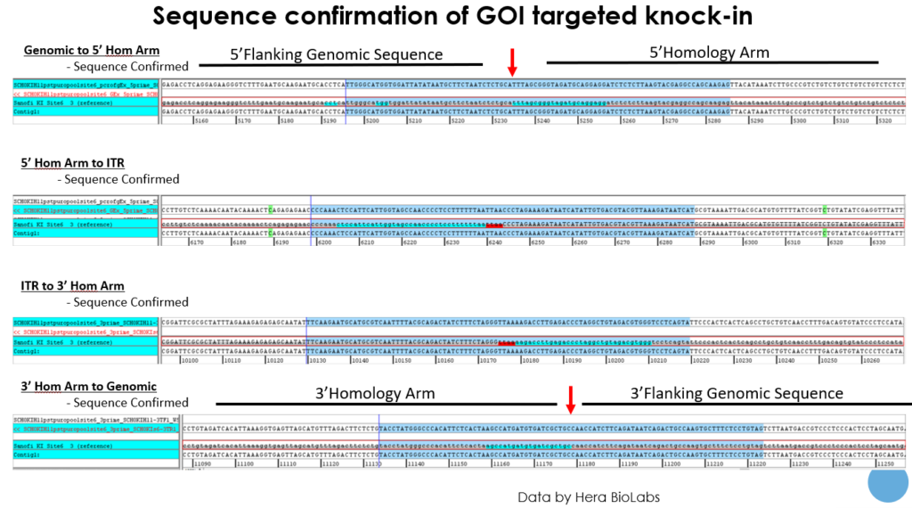 Hera Biolabs - Insights - Optimizing Cell Based Research Models with Cas-CLOVER - Image 3