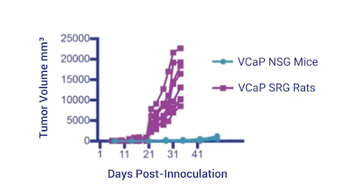 SRG™ Rat (OncoRat®) Enables Precision Medicine-Based Cancer Studies Days Post Innoculation