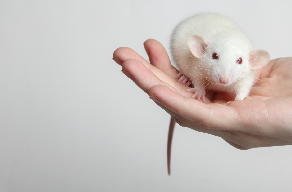 Hera's SRG Rat