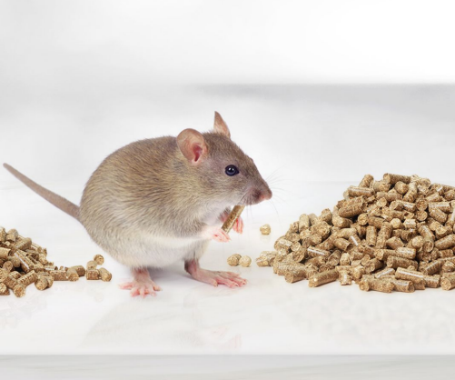 diet induced obesity (DIO) rat and mouse models of diabetes and obesity