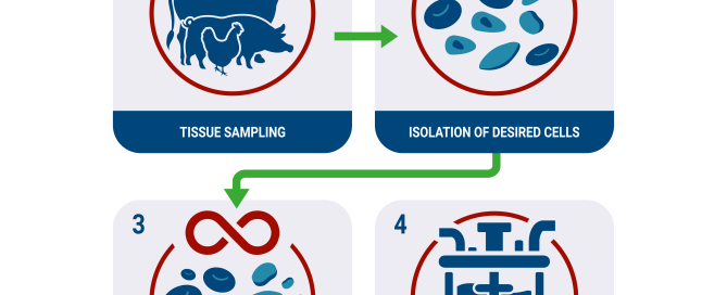 immortalized cells for cultured meat applications