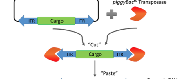 Rapid in vivo gene expression with piggyBac