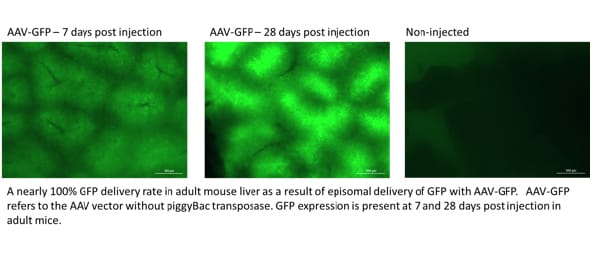 Hera - Blog - In Vivo Liver Gene Delivery - Figure 3
