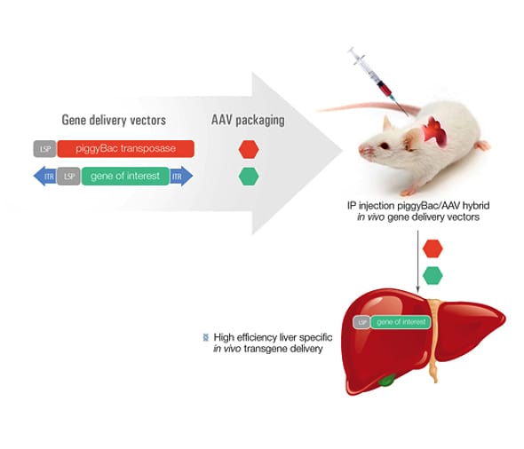 Hera - Blog - In Vivo Liver Gene Delivery - Figure 1