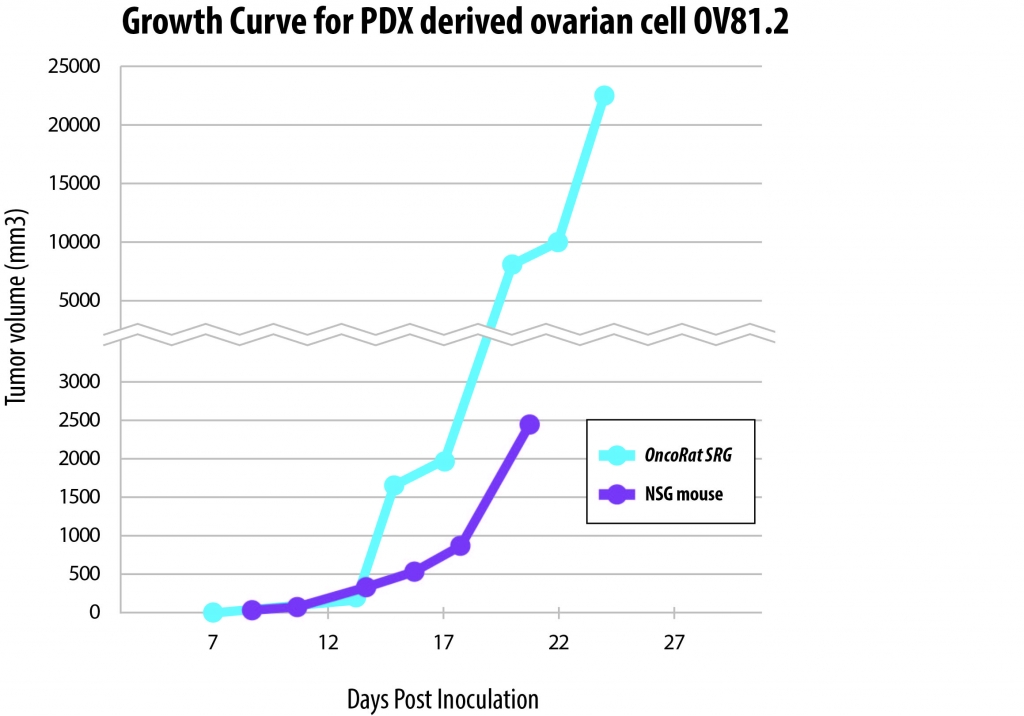 Hera - Blog - The OncoRat® is the ideal host for patient-derived xenografts of ovarian cancer cells - Figure 1