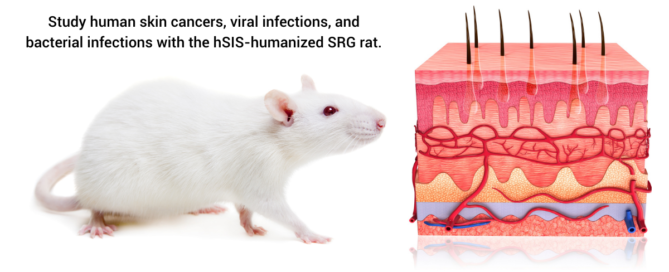 Hera Biolabs - Blog - Humanized Skin and Immune Cell Rodent Models Revolutionizing Scientific Research