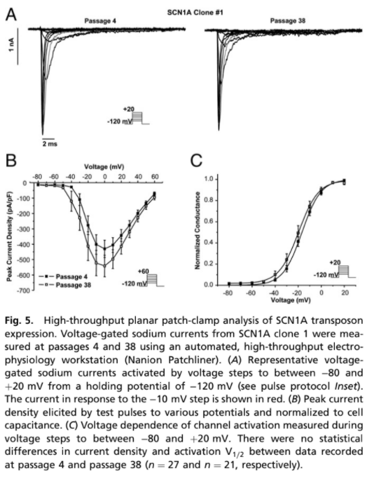 Hera Biolabs - Blog - Cotransfect Multiple piggyBac Transposons to Easily Express Complex Proteins - Image 2