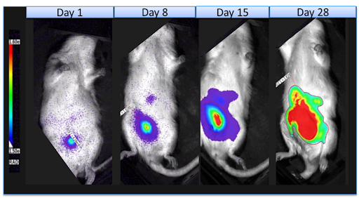 Hera - Blog - Hera BioLabs offers in vivo bioluminescence imaging for pre-clinical oncology - Figure 2