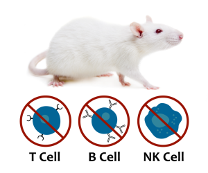 SRG rat lacks functionality of B-cells, T-cells, and NK cells making it highly immunodeficient. 