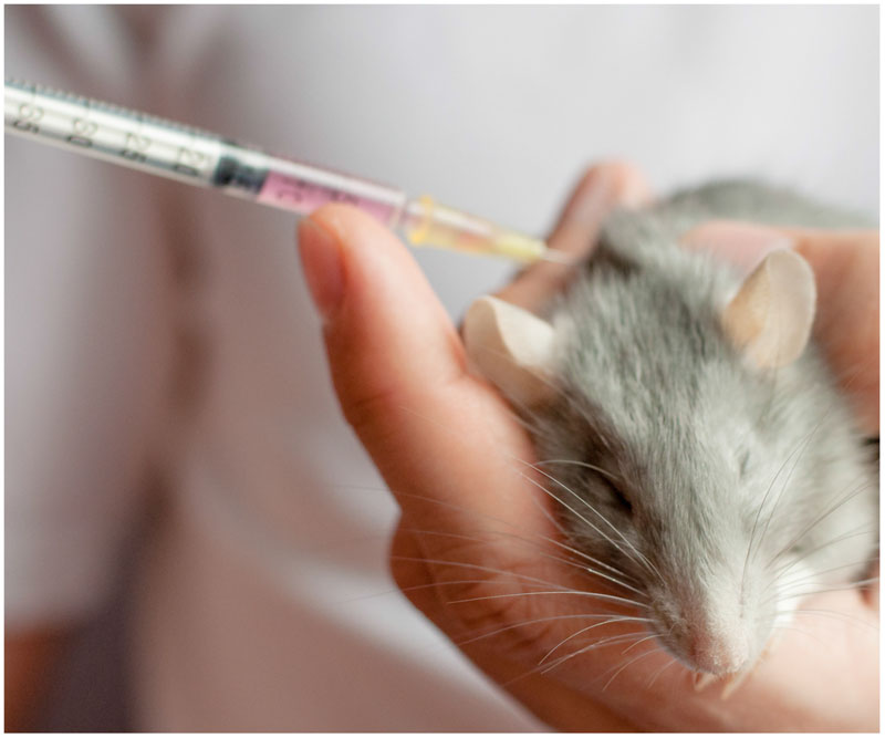  Toxicology laboratory testing program in mice