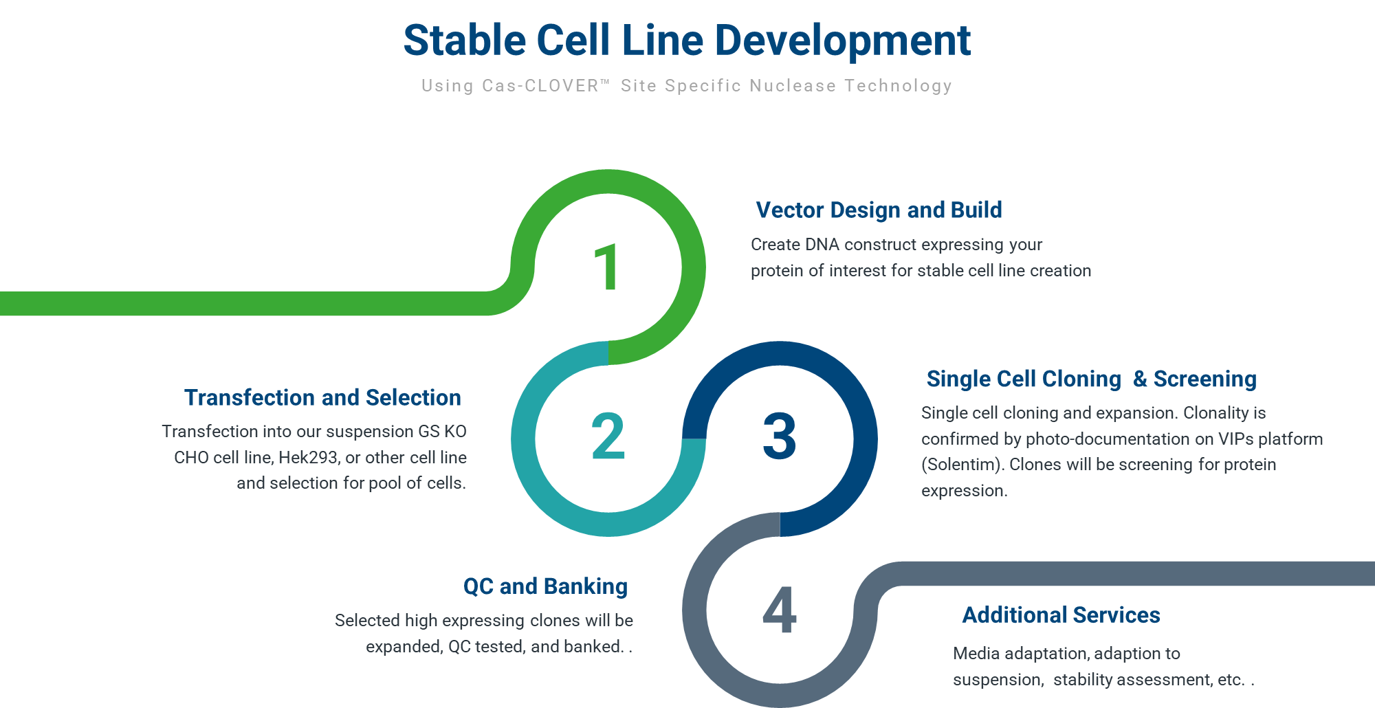 stable cell line creation process