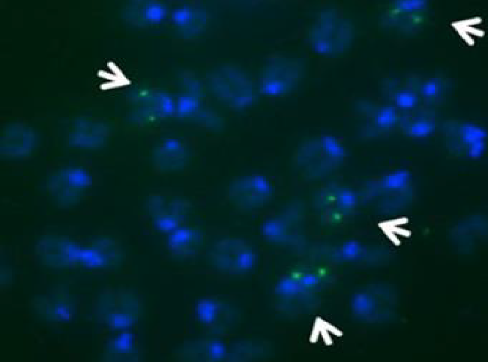Hera Biolabs piggyBac ES cells FISH