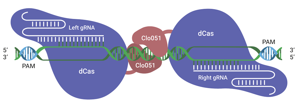 Cas-CLOVER for gene editing in vivo or in vitro as a CRISPR-like alternative.