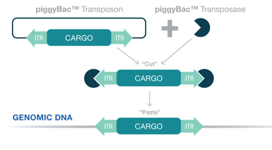 piggybac stable protein expression