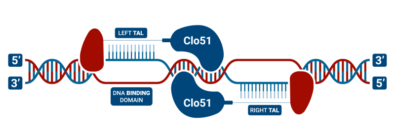 purchase TALEN for gene editing with TAL-CLOVER