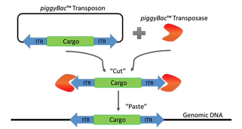 Rapid in vivo gene expression with piggyBac